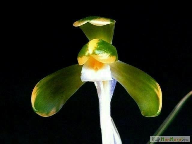 송죽(전시준비작) 꽃5?