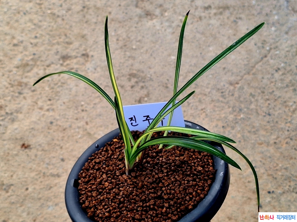 특종자//진주수