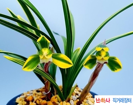 종자목 남산관