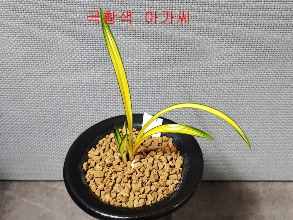 특 아가씨