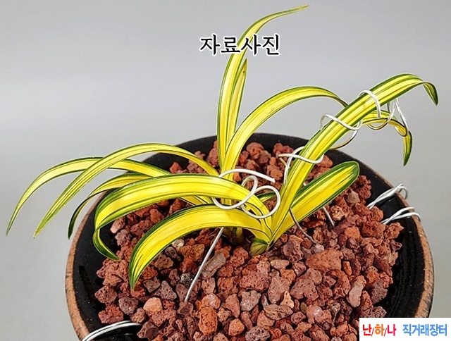 귀한 개나리 원종