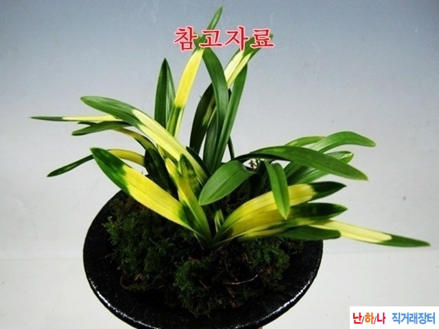 운무령