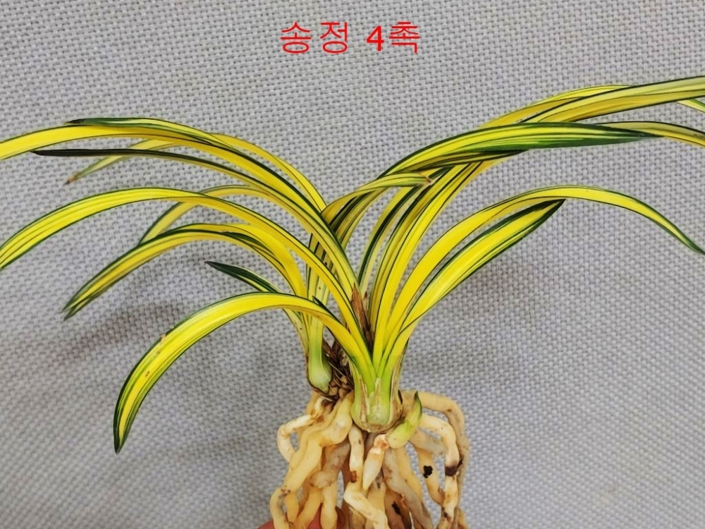멋진송정