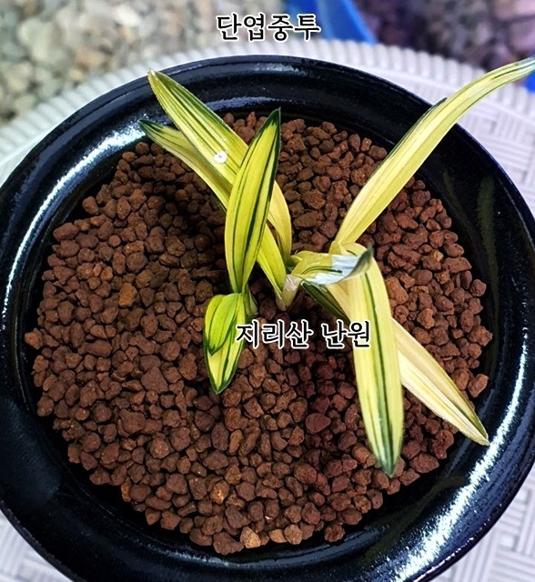 기대품 단엽호