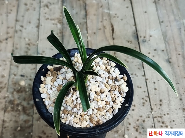 신라