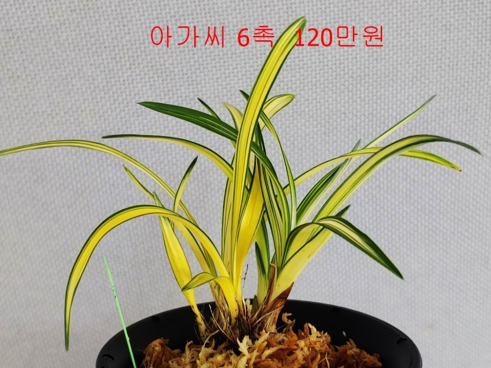 특가 아가씨