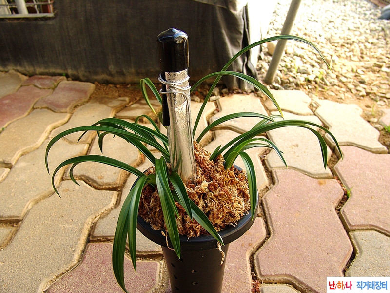 종자목 동광 꽃 1경