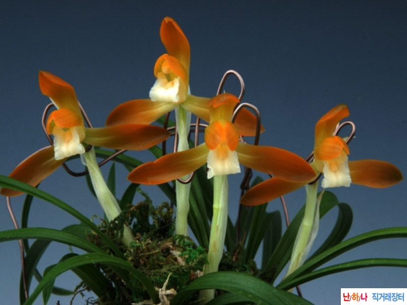 종자목 동광 꽃 1경