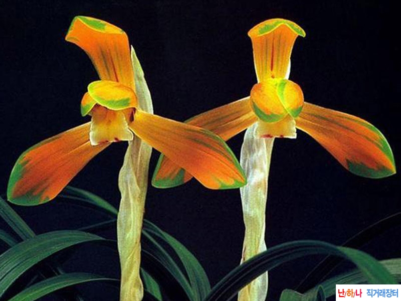 전시작 태극선꽃 2경