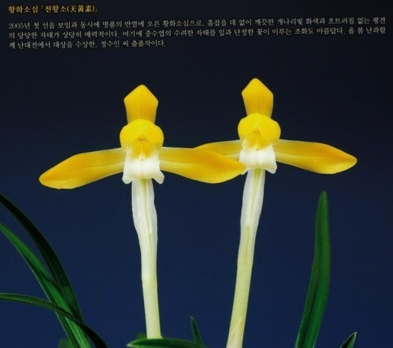 명품황화소심