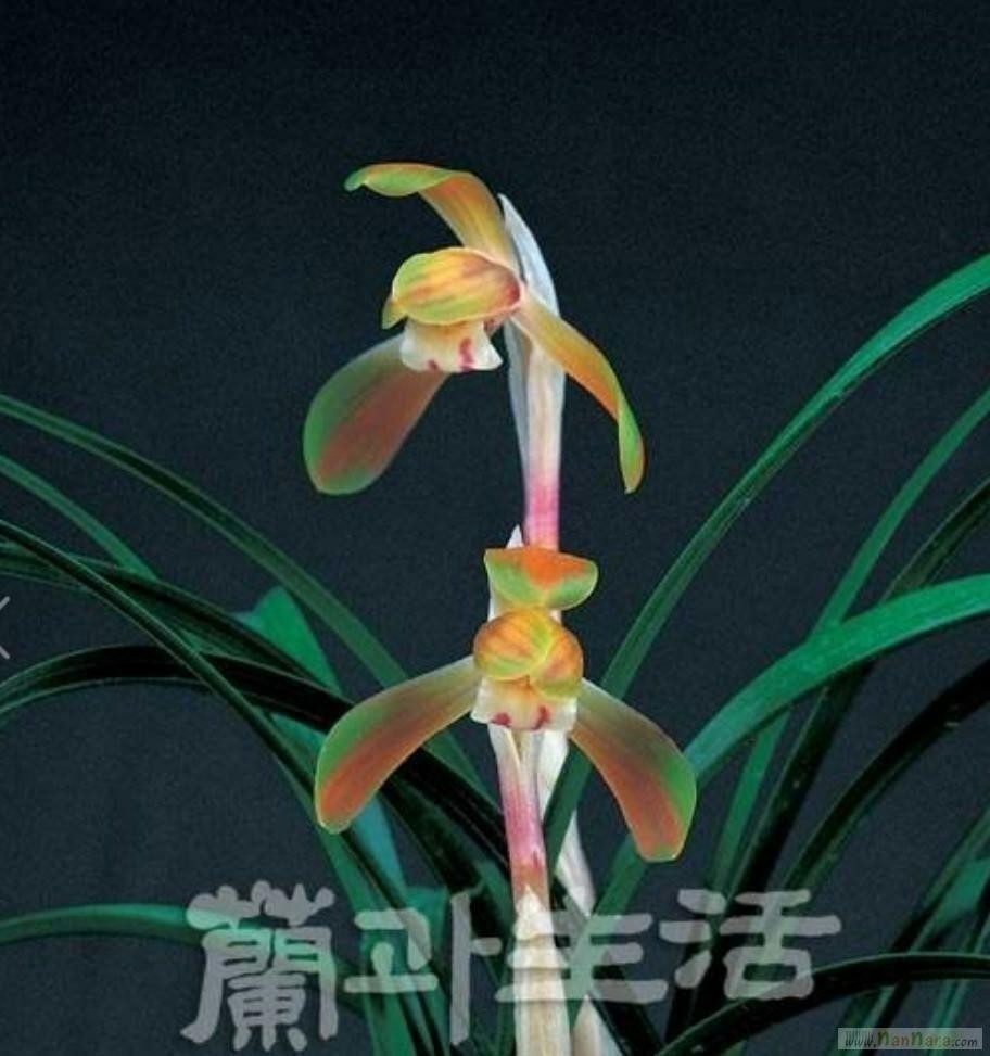 중투복색화