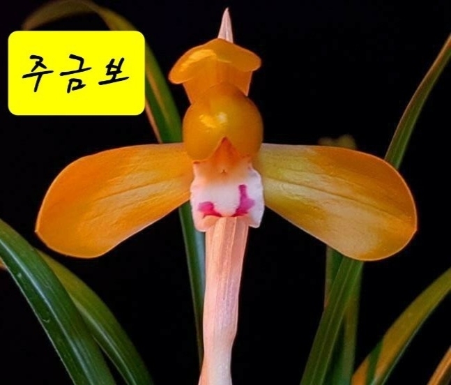 명품주금화