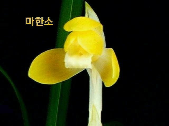 명품황화소심