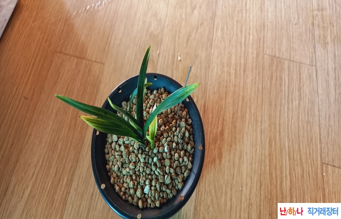 동련