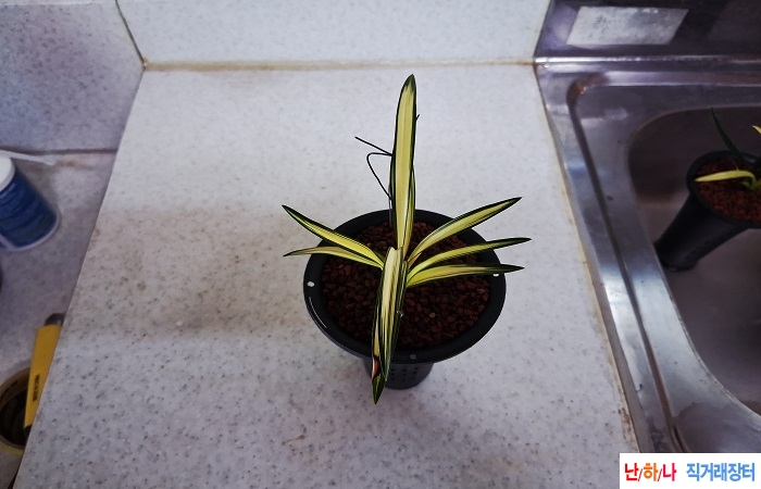 초에이스아가씨