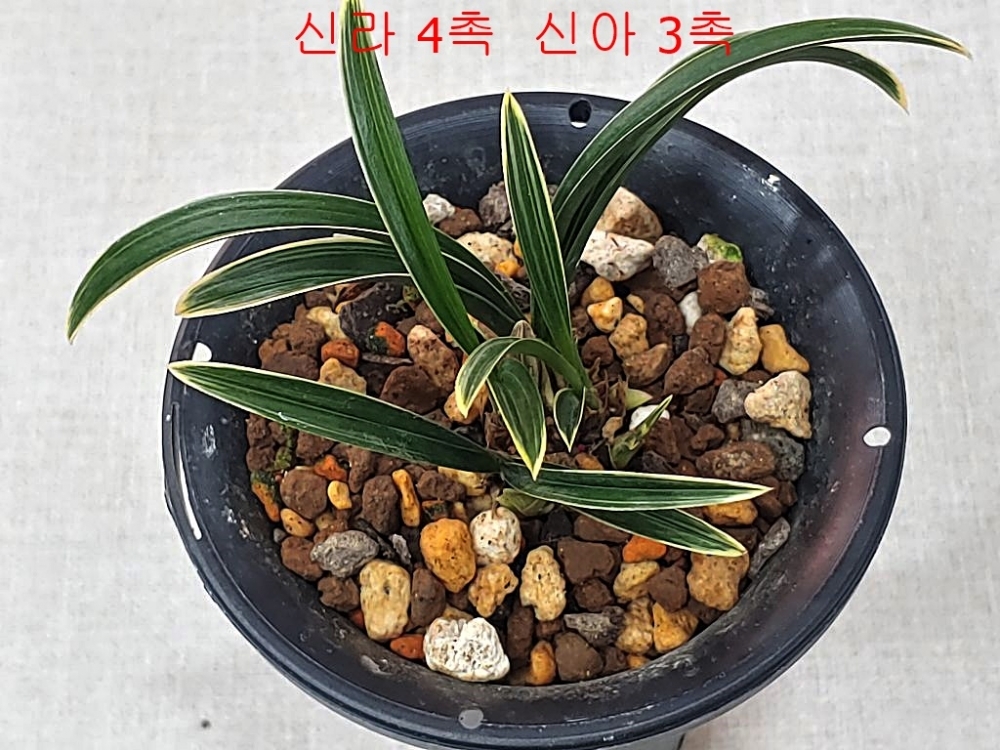 [ 쎄일가] 신라