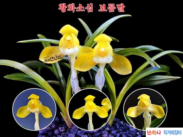 보름달