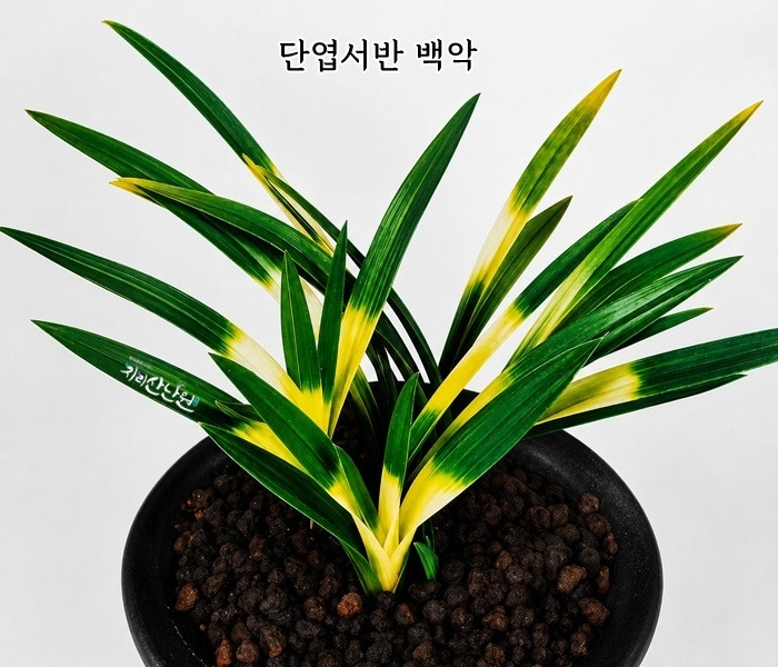 단엽서반  백악