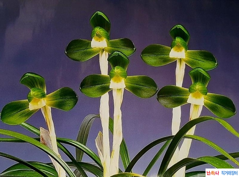 특원판소심(선광화)