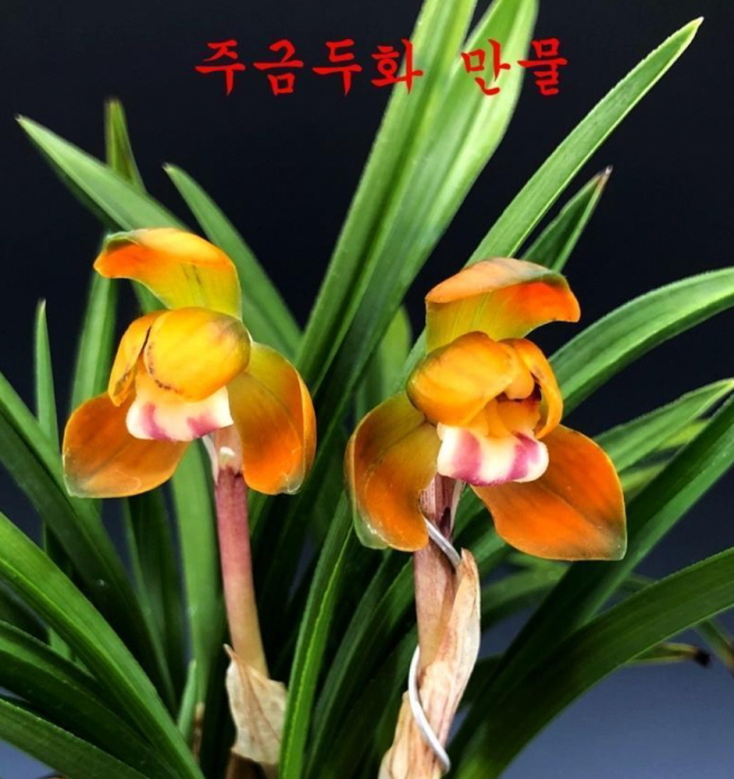 만물-꽃확인한난