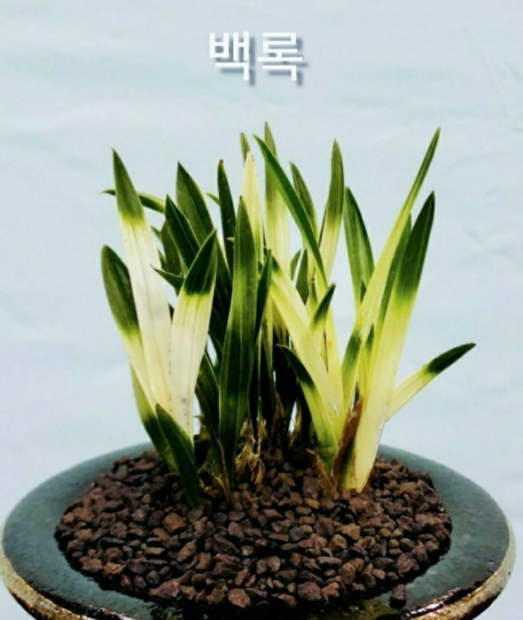 백록-건강한종자목