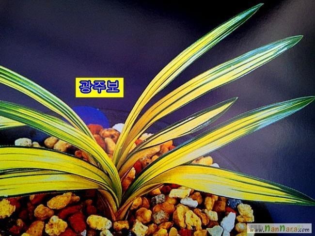 광주보