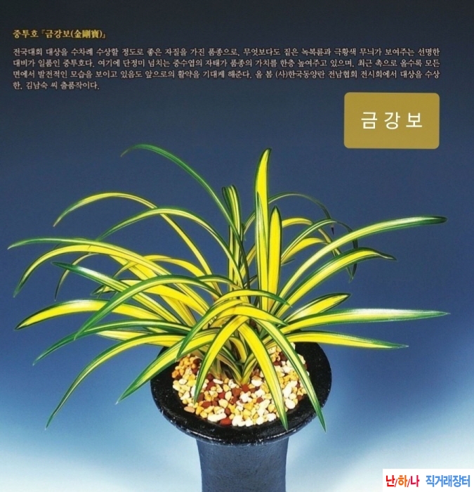 금강보