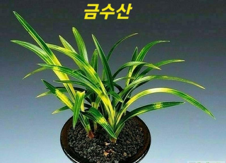 금수산-멋져요