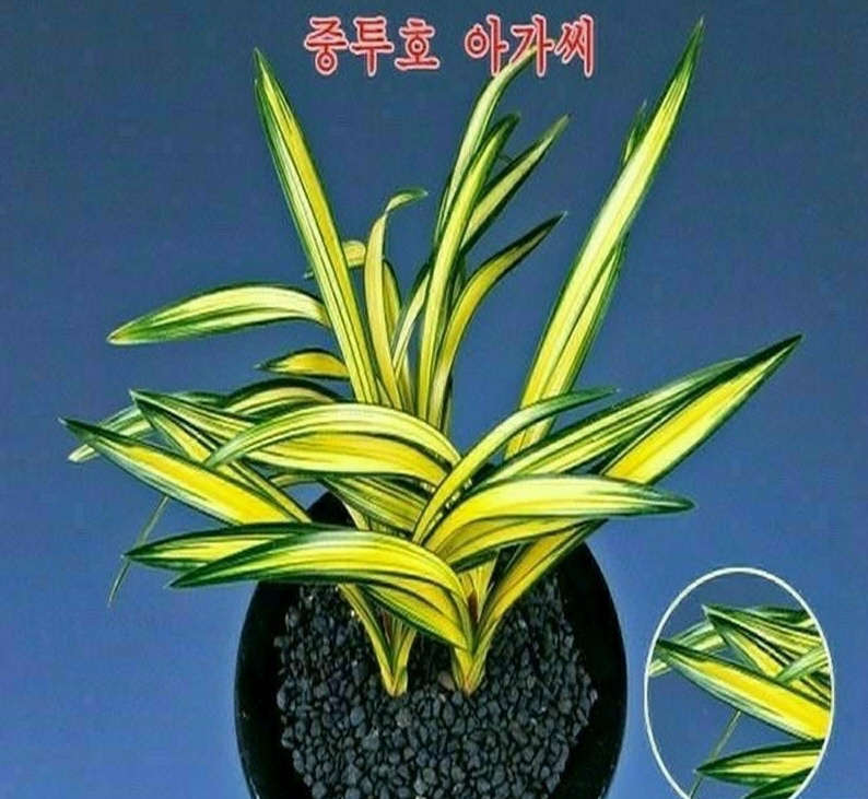 아가씨