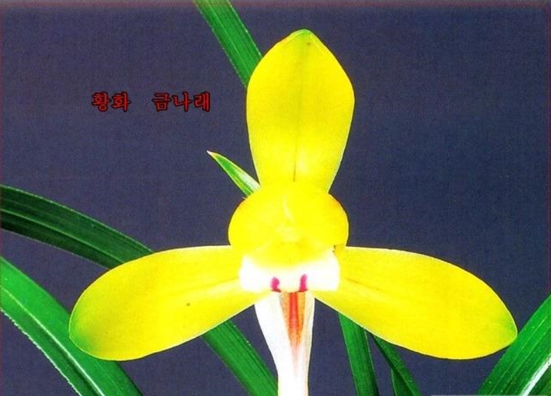 금나래-귀한종자목