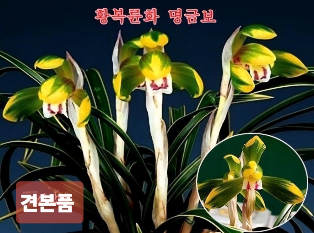 명금보