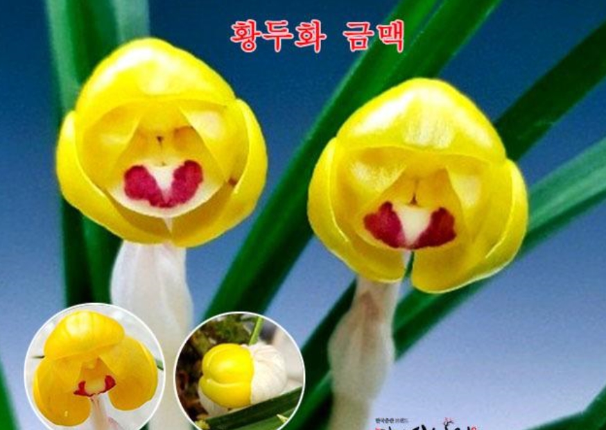 황두 금맥
