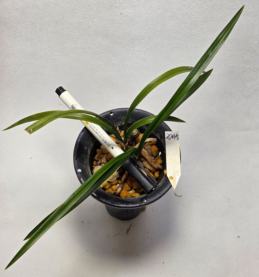 금하소 무지 종자