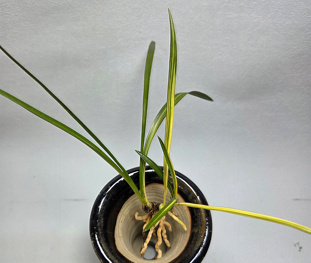 귀한종자 명명품 중투 ?