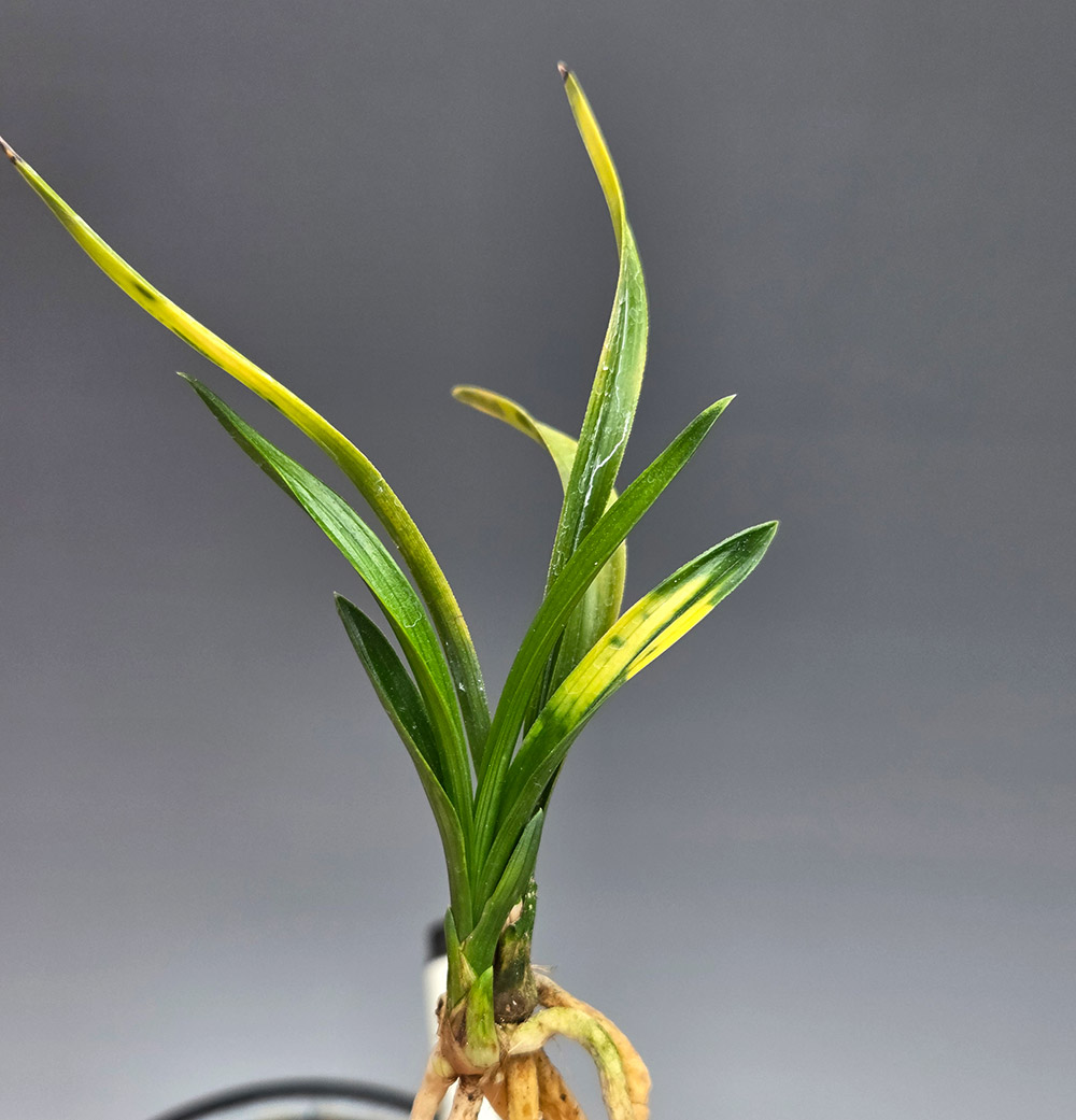 단엽 호피반 사계