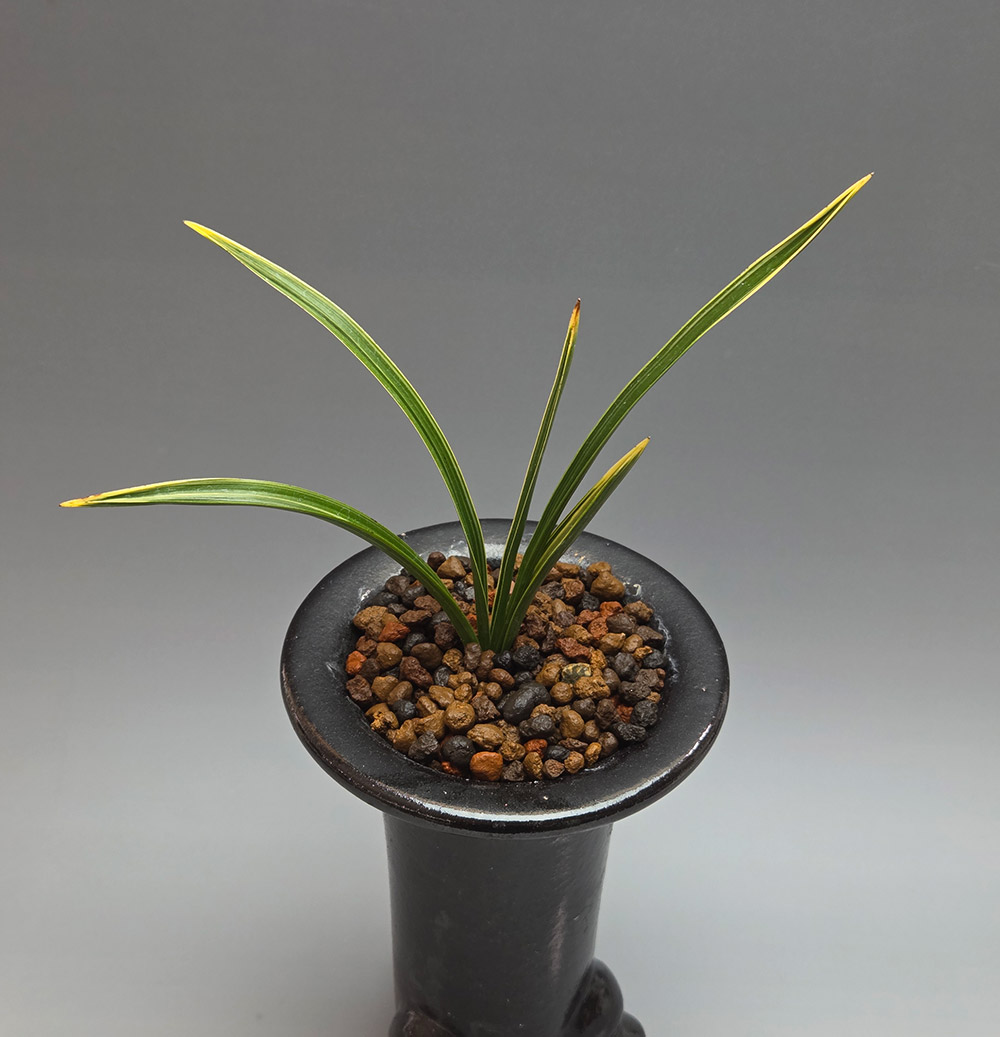 요즘인기품종 남산관