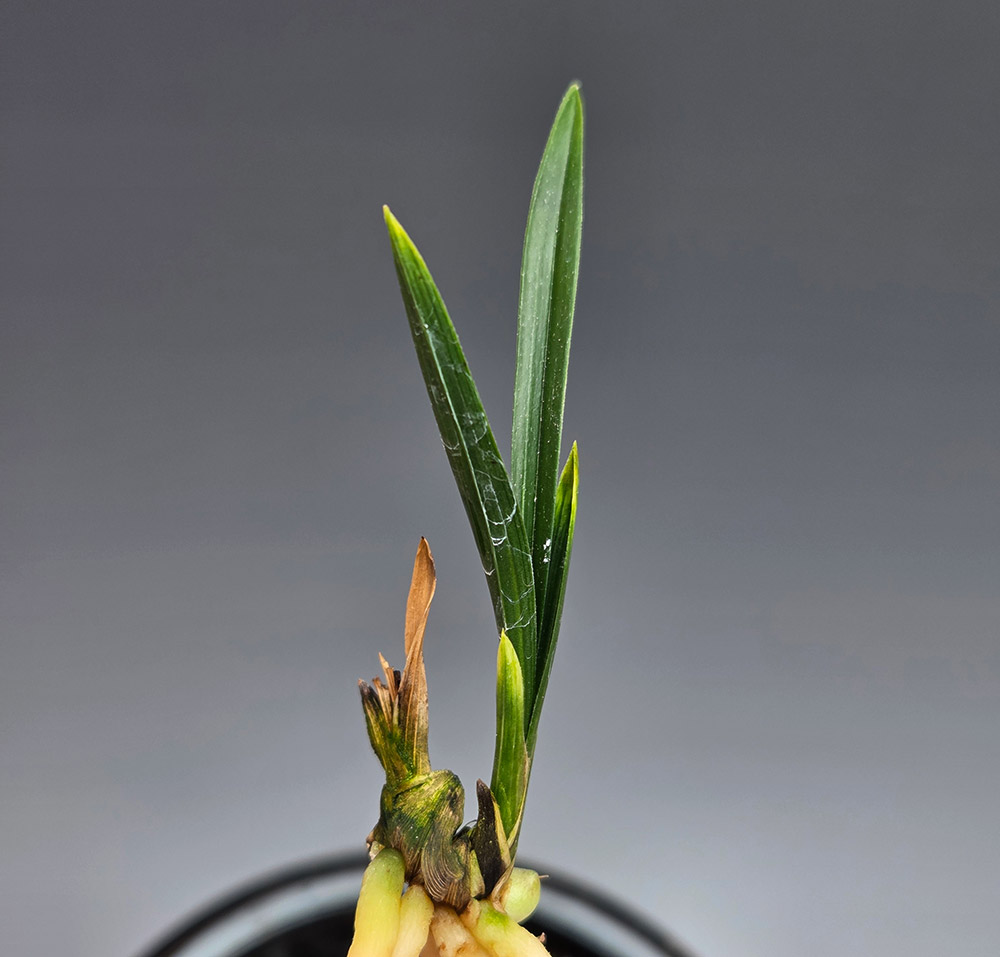 산반두화 동련 종자목