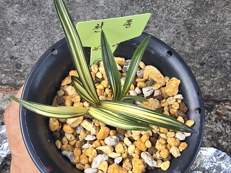 천종/단엽중투/중투두?