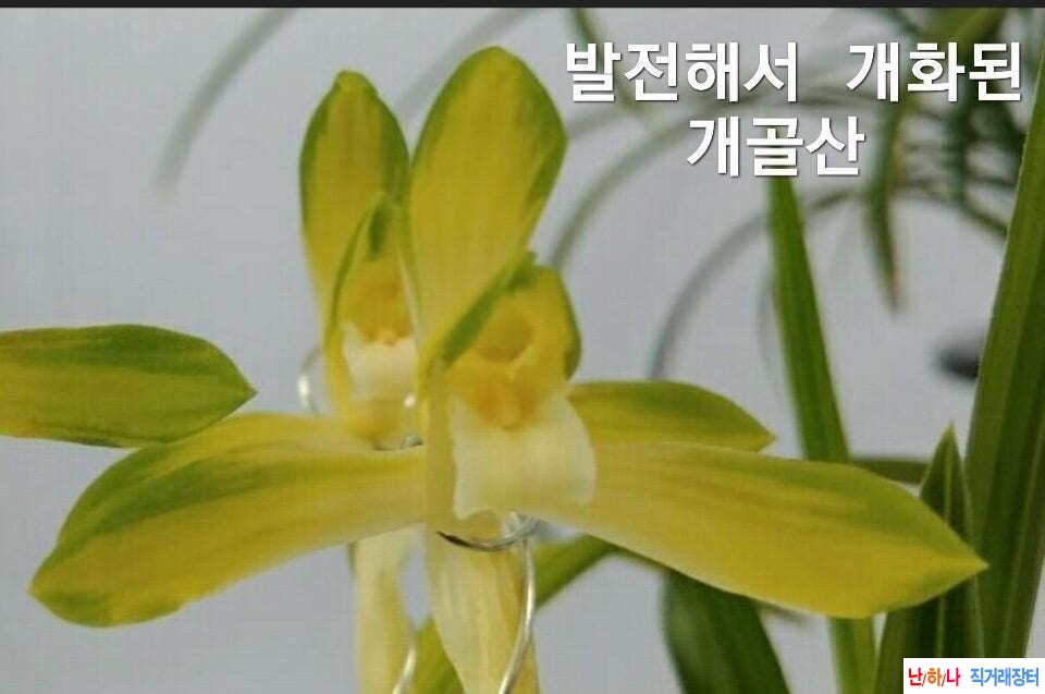 중투화소심