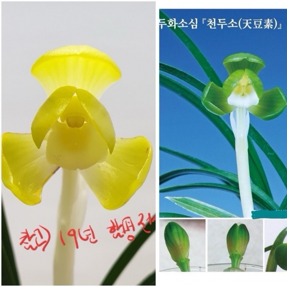두화소심h