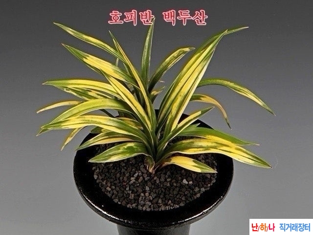 백두산