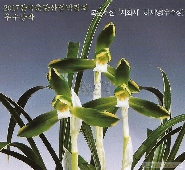 복륜소심
