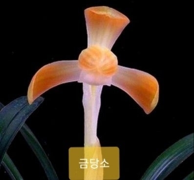 금당소`