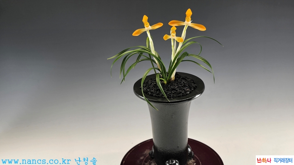 홍귀비(전시작품/꽃3경?