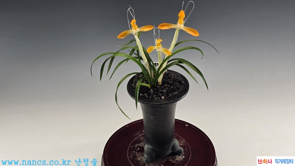 홍귀비(전시작품/꽃3경?