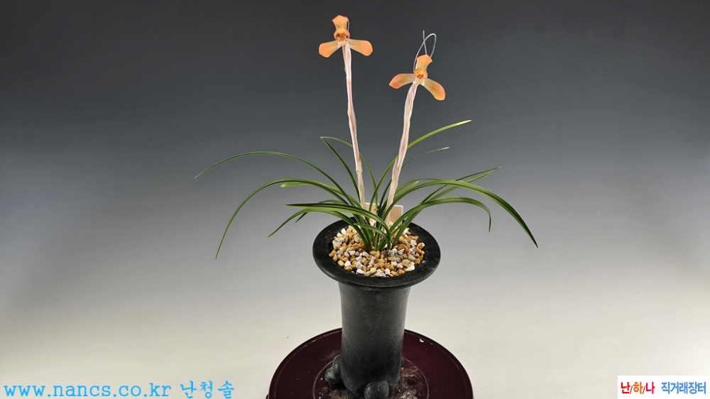 수사(전시작품/꽃2경)