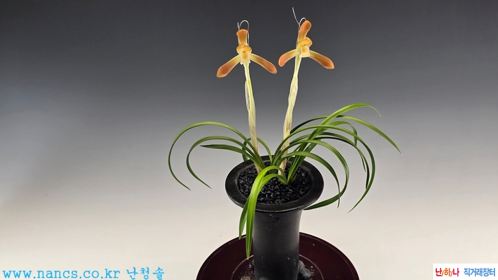 부활(전시작품/꽃2경)