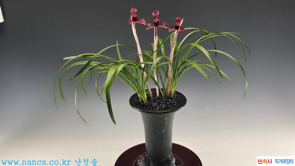 진묵(전시작품/꽃3경)