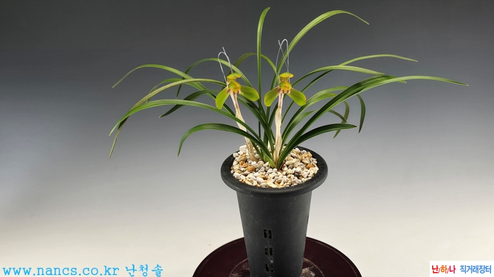 단정매(전시작품/꽃2경?