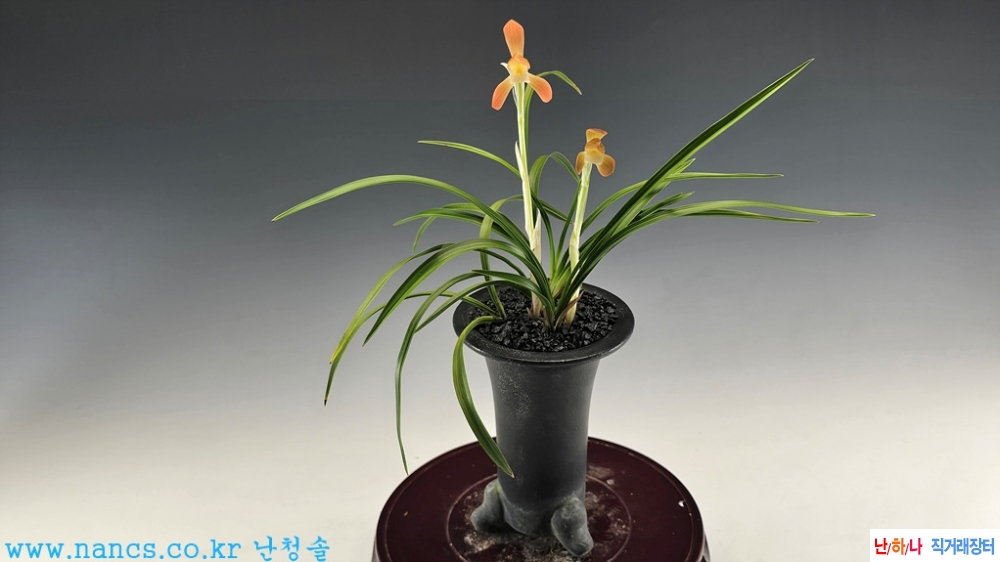 천불소(전시작품/꽃2경?